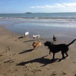 Dogs Playing — Caravan Park in Kinka Beach, QLD