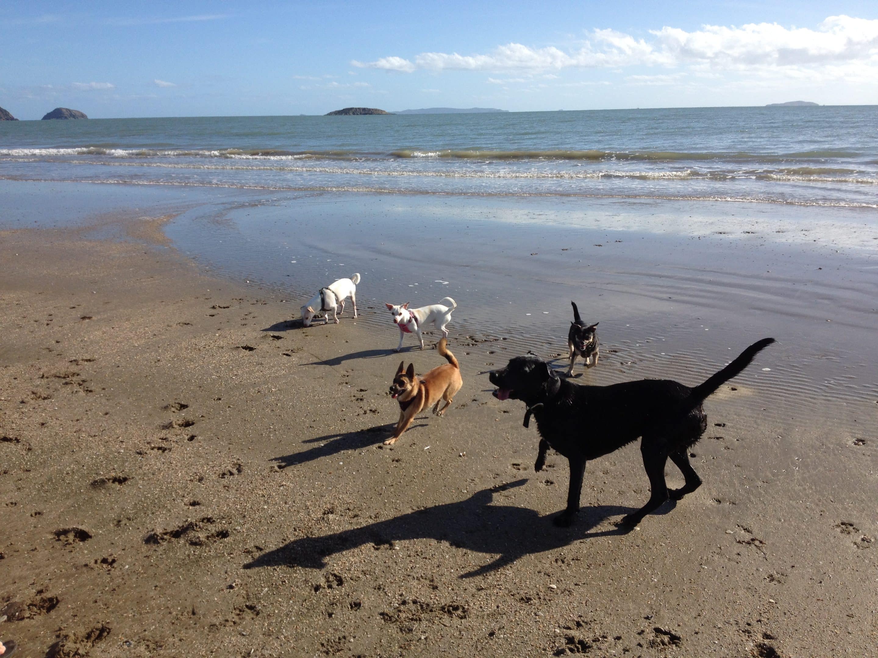 Dogs Playing — Caravan Park in Kinka Beach, QLD