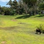 Grass and A Horse — Caravan Park in Kinka Beach, QLD