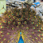 Peacock — Caravan Park in Kinka Beach, QLD