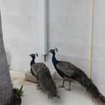 2 Peacock — Caravan Park in Kinka Beach, QLD