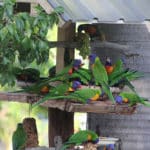 Birds — Caravan Park in Kinka Beach, QLD