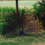 Peacock 2 — Caravan Park in Kinka Beach, QLD
