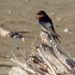 Red Beak Swallow — Caravan Park in Kinka Beach, QLD